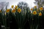 صدای پای بهار در تفرجگاه ائل‌گلی تبریز