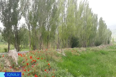 خودنمایی بهار در ارومیه