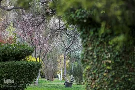 جلوه بهار در باغ ارم شیراز‎‎