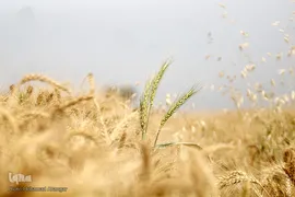 برداشت گندم در خوزستان