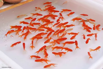 حال و هوای بازار تبریز در شب عید