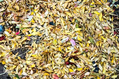 دوباره پاییز