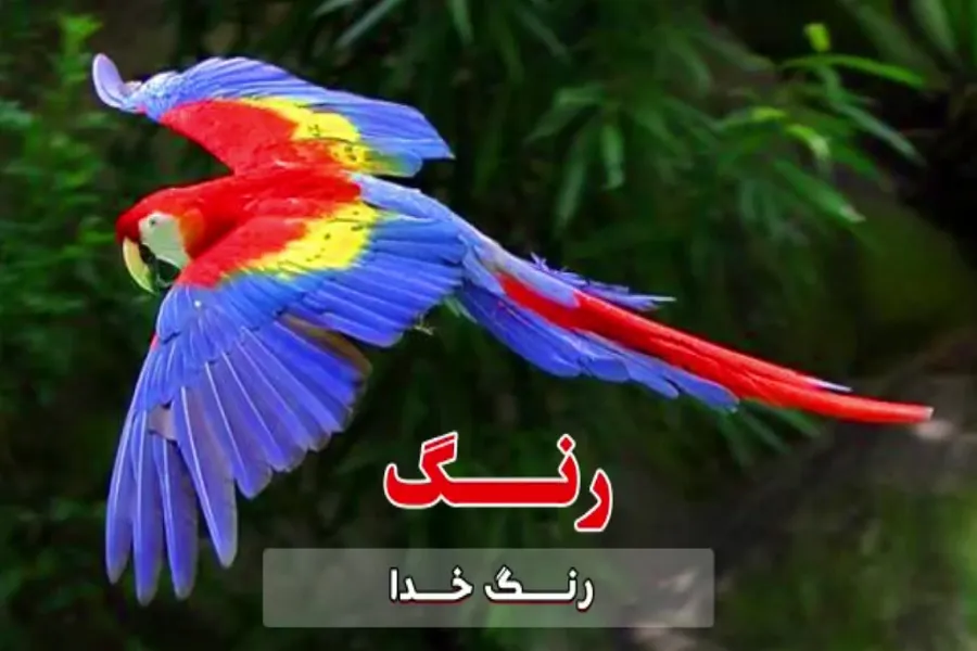 فیلم | رنگ خدا