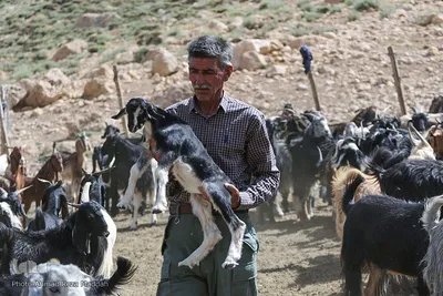 بازدید میدانی از منطقه عشایری کمهر سپیدان استان فارس‎‎