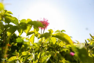 آیین کهن گلاب گیری در نیاسر