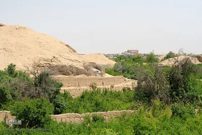 سرمازدگی بخشی از درختان میوه در باغ شهر شاهدیه یزد
