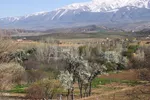 شکوفه زدن کهن ترین درختان آمرود در اهر