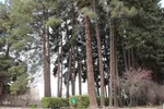 با قدم زدن در این باغ به عمق تاریخ سفر ‌کنید