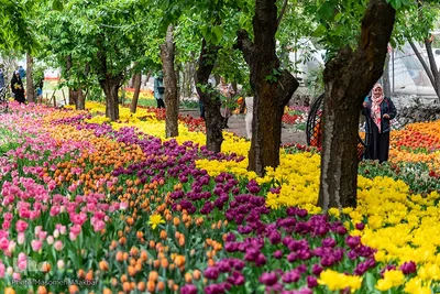 جشنواره لاله‌های آسارا‎‎