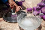 برداشت گیاه دارویی خارپنیری در استهبان فارس