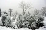 برف، رحمت الهی در سمنان