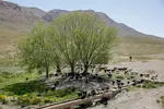 کوچ عشایر در فارس‎
