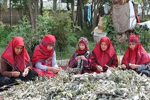 کارآفرینی با پرورش کرم ابریشم