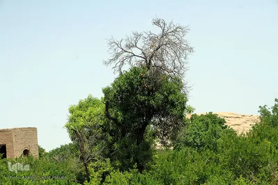 سرمازدگی بخشی از درختان میوه در باغ شهر شاهدیه یزد
