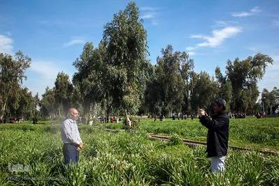İran, Xuzistan əyaləti, Behbahan şəhəri, Nərgiz gülləri düzənliyi