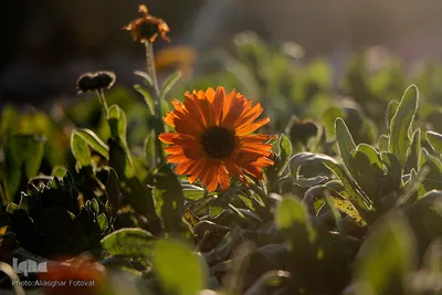 صدای پای بهار در تفرجگاه ائل‌گلی تبریز