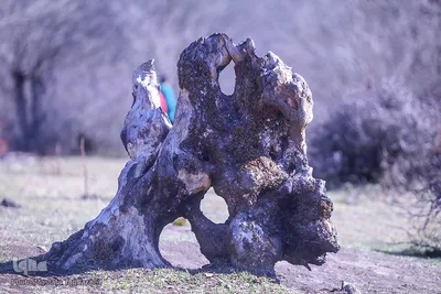 جنگل الیمستان