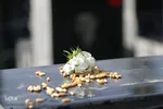 پنجشنبه آخر سال در باغ بهشت همدان‎