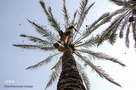 برداشت خرما از نخلستان‌های شادگان