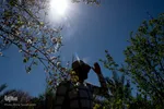 شکوفه‌های زردآلو در روستای منصوریه بهبهان