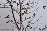 برف، رحمت الهی