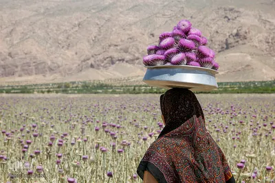 برداشت گیاه دارویی خارپنیری در استهبان فارس