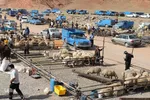 بازار خرید و فروش دام سبک و سنگین تبریز در آستانه عید سعید قربان