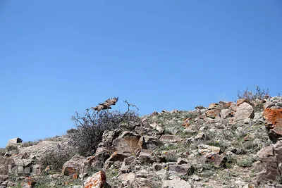 آسیاب خرابه روستای کردلر شهرستان اهر