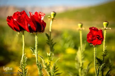 دشت شقایق‌های «رینه»