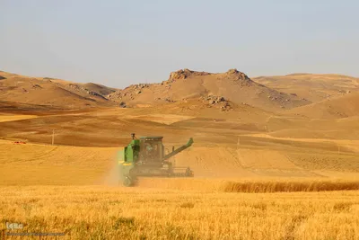 برداشت محصول گندم از مزارع شهرستان اهر