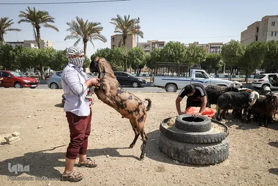 خرید و  فروش دام در روز عید قربان