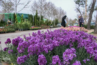 بازار گل شیراز‎‎