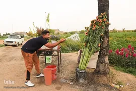 برداشت گل شب‌بو در حمیدیه