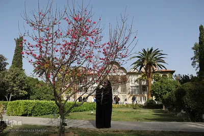 مسافران نوروزی در باغ ارم شیراز