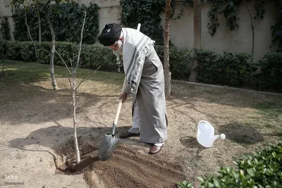کاشت نهال در روز درختکاری