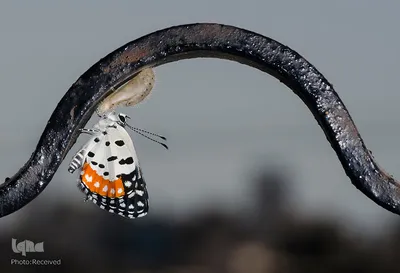 پروانه