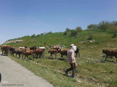طبیعت بکر و زیبای منطقه گردشگری فندقلوی اهر