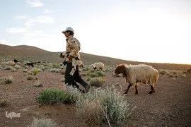 کوچ عشایر در فارس‎