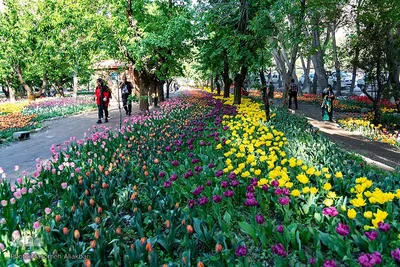 جشنواره لاله‌های آسارا‎‎