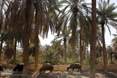 تالابی بدون آب
