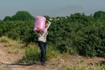 برداشت گل محمدی در ساوجبلاغ