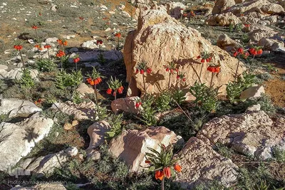 طبیعت دریاچه «برم فیروز» فارس‎‎