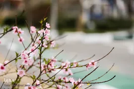 حال و هوای بهاری در شهر تهران