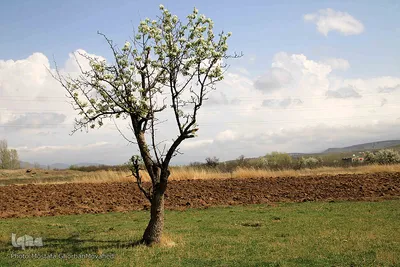 شکوفه های پیرترین درختان اهر