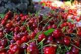 جشنواره گیلاس فشند در راه است