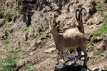 اولین جشنواره فرهنگی، ورزشی گردشگری در منطقه شیور اهر