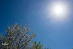 شکوفه‌های زردآلو در روستای منصوریه بهبهان