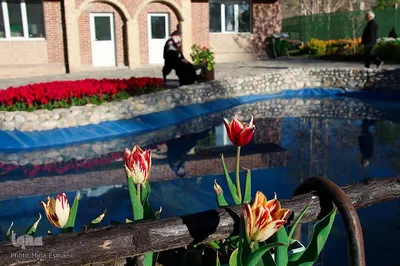 جشنواره گل‌های لاله در اراک