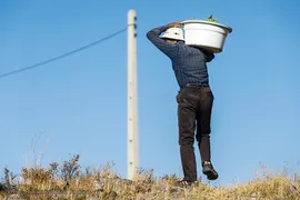 برداشت انگور در تاکستان
