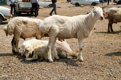 بازار گرمی گوشت قربانی در عید قربان – شهرستان اهر
